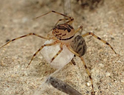 Réf. 235 387 : Scytodes velutina